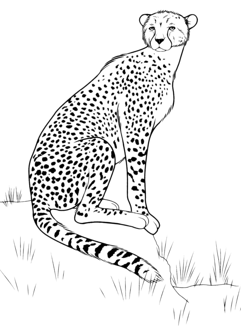 animali  leopardo nel suo ambiente