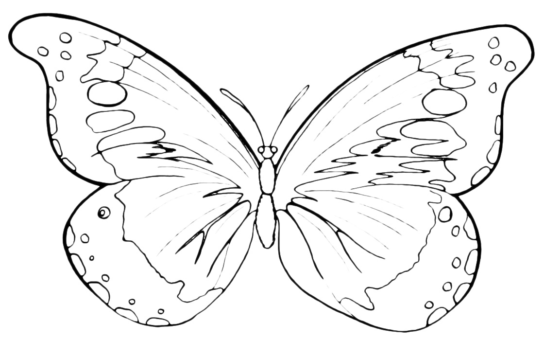 Insetti - Farfalla