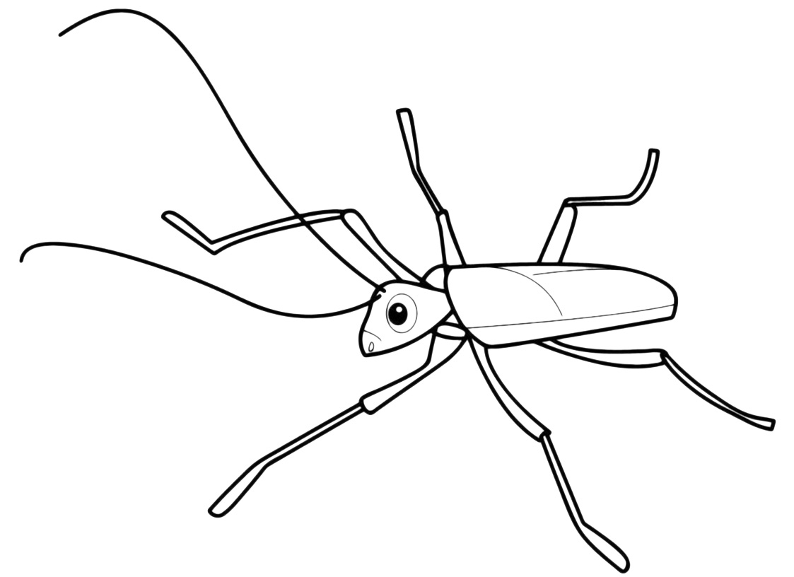 Insetti - Insetto con lunghe antenne