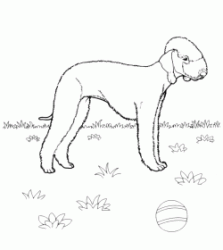 Bedlington Terrier