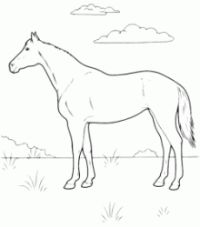 Cavallo