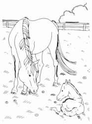 Cavallo con cucciolo