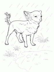 Chihuahua sotto la pioggia