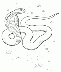 Cobra