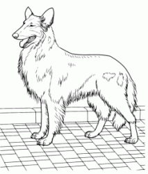 Collie