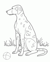 Dalmata