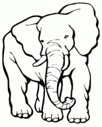 Elefante