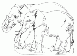 Elefanti a passeggio