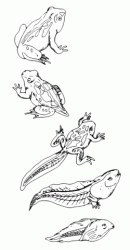 Evoluzione di una rana