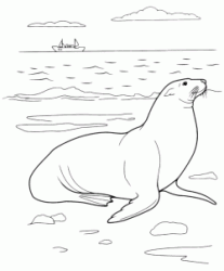 Foca sulla spiaggia