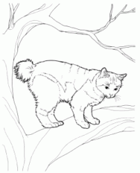 Gatto su albero