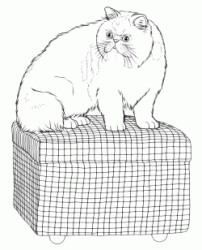 Gatto sulla cesta