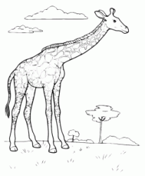 Giraffa