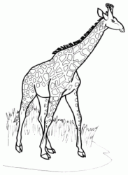 Giraffa