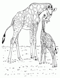 Giraffa con cucciolo