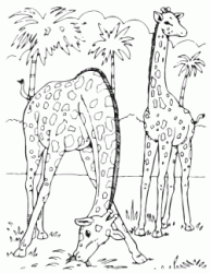 Giraffe che mangiano