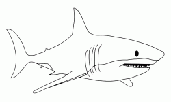 Il temibile squalo bianco