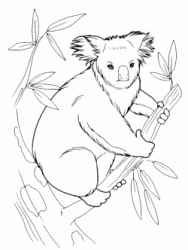 Koala sul ramo