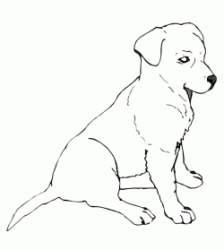 Labrador