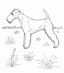 Lakeland terrier