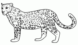 Leopardo