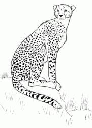 Leopardo nel suo ambiente