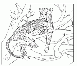 Leopardo sdraiato sul tronco