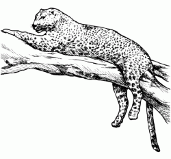 Leopardo sdraiato sul tronco