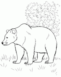 Orso in natura