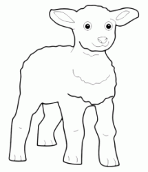 Pecorella
