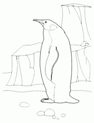 Pinguino tra i ghiacci