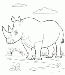 Rinoceronte in natura