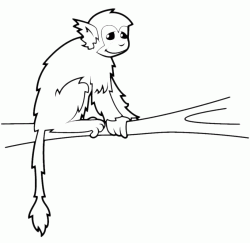 Scimmietta sul ramo