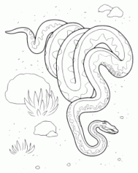 Serpente in natura