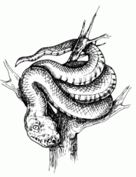 Serpente su un ramo