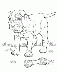 Shar Pei