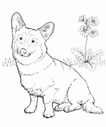 Welsh Corgi Pembroke