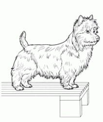 West Highland White Terrier