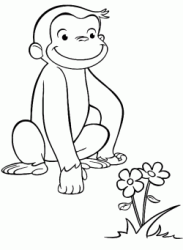 George la scimmietta osserva un fiore