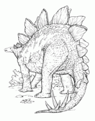 Lo Stegosauro di spalle