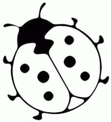 Coccinella