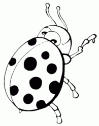 Coccinella