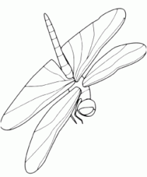 Libellula